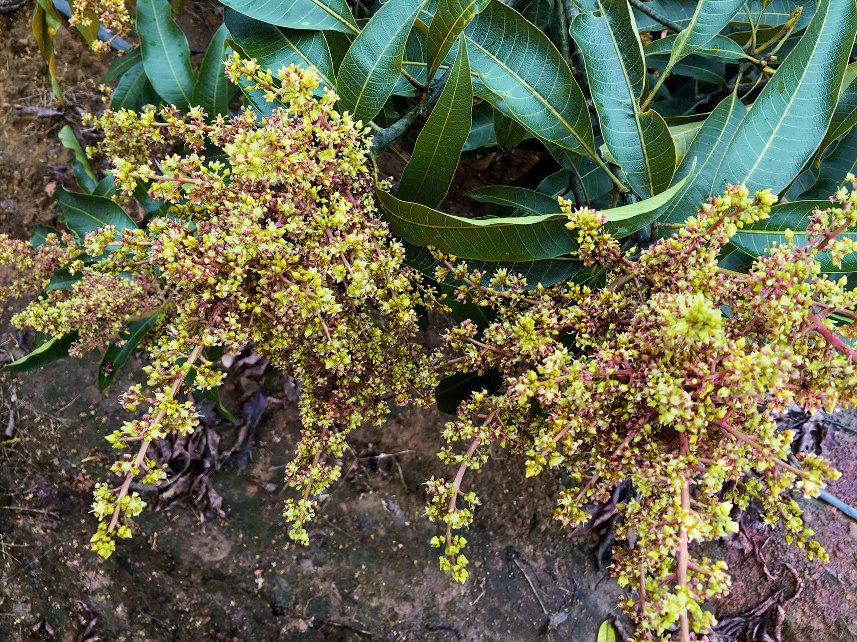 寶來(lái)芒果果園 寶來(lái)芒果果園
