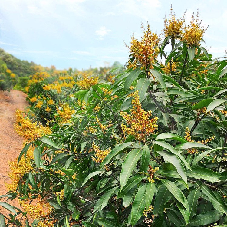 1527299534412642.jpg 228693671018630146.jpg