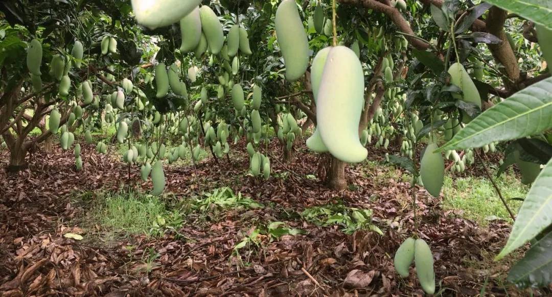 1531294499514906.jpg 1531294499514906.jpg